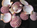 PECTEN PHALLIUM